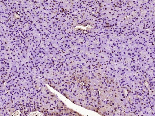 Rabbit anti-NUPR1 Polyclonal Antibody
