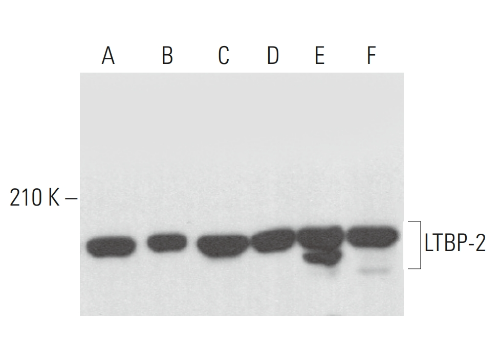 LTBP-2 mouse monoclonal Antibody (E-10)