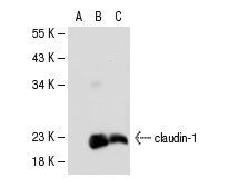 claudin-1 Mouse Monoclonal  Antibody (XX7)