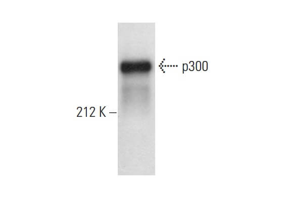 p300 Mouse Monoclonal Antibody (F-4)