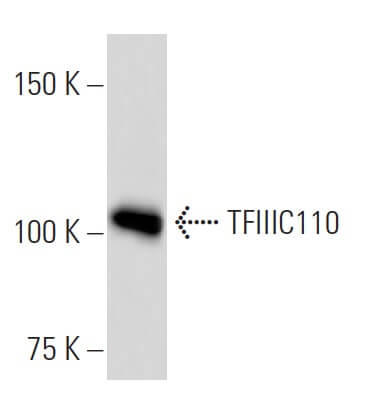 TFIIIC110 Mouse Monoclonal Antibody (2395C2a)