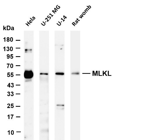 MLKL Rabbit Monoclonal Antibody(ARA654)