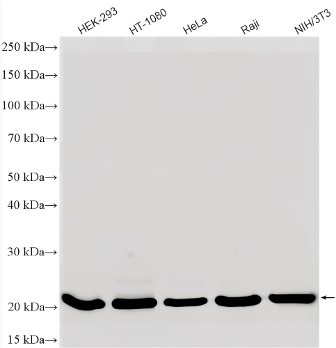 BAX Rabbit Polyclonal Antibody