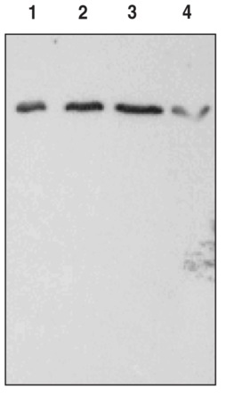 PTGFR Rabbit Polyclonal Antibody