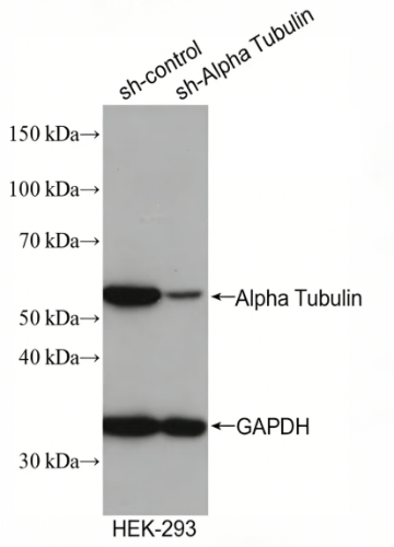 Alpha Tubulin Rabbit Monoclonal Antibody(ARA690)