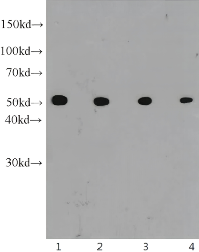 MYC tag Rabbit Monoclonal antibody(ARA678)