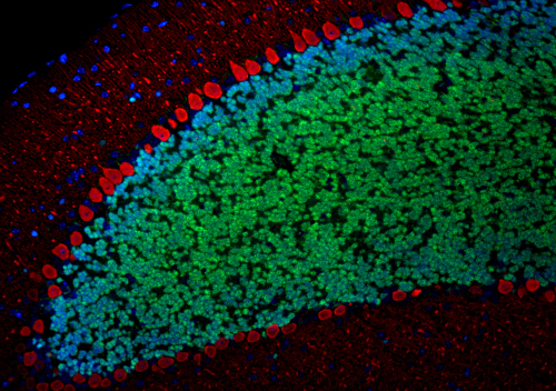 AREX&reg;&nbsp;Fluor 594 Mouse IgG(H+L) Multiclonal Goat Monoclonal antibody