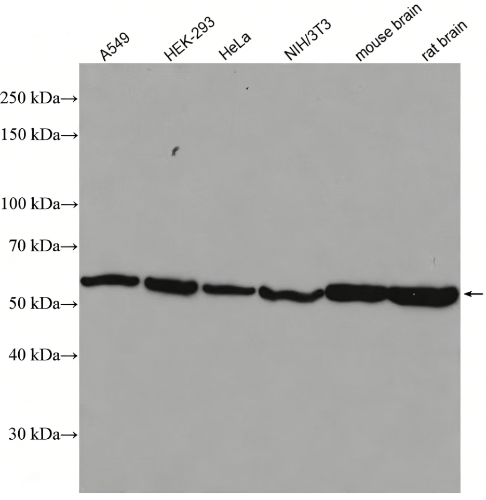 Alpha Tubulin Rabbit Polyclonal antibody