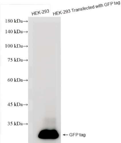 GFP tag Rabbit Monoclonal antibody(ARA704)