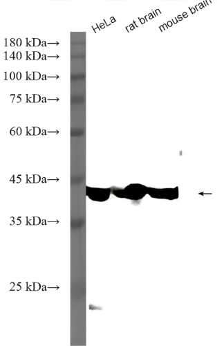 HRP-conjugated Beta Actin Rabbit Monoclonal antibody(ARA694)