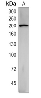 LTBP2 Rabbit polyclonal Antibody