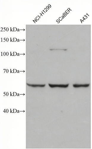 cGAS Mouse Monoclonal Antibody(ARA719)