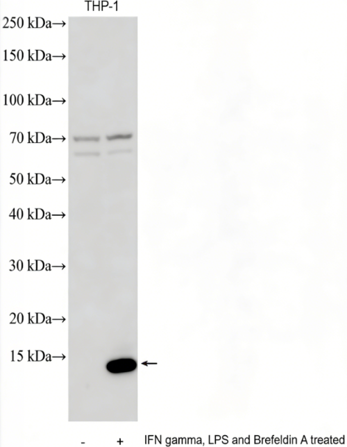 CXCL10/IP-10 Rabbit Polyclonal Antibody