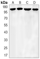 APC Mouse Monoclonal Antibody(ARA727)