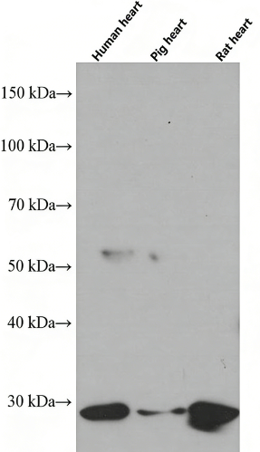 Prohibitin Mouse Monoclonal Antibody(ARA728)