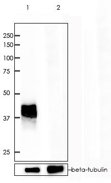 PD-1 Rabbit Monoclonal Antibody(ARA754)