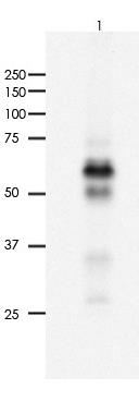 SOX10 Rabbit Monoclonal Antibody(ARA758)
