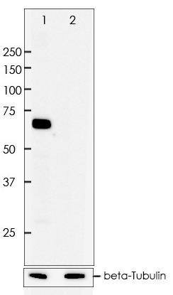 COX-2 Rabbit Monoclonal Antibody(ARA759)