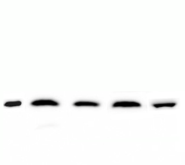 BAX Rabbit Monoclonal Antibody(ARA762)