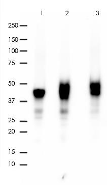 CD79a Rabbit Monoclonal Antibody(ARA771)