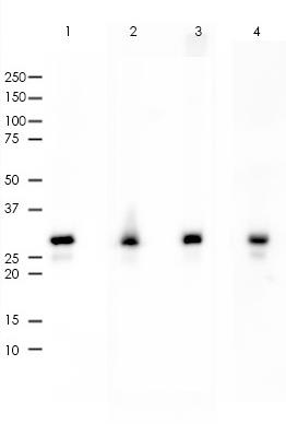 CDK4 Rabbit Monoclonal Antibody(ARA778)