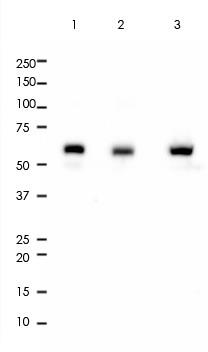 HDAC1 Rabbit Monoclonal Antibody(ARA781)