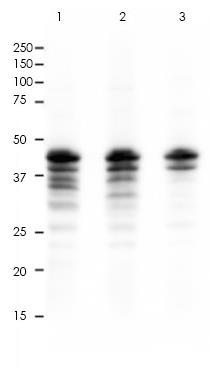 IKK gamma Rabbit Monoclonal Antibody(ARA783)