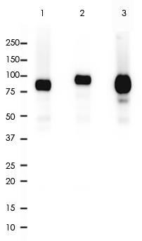 CD19 Rabbit Monoclonal Antibody(ARA784)