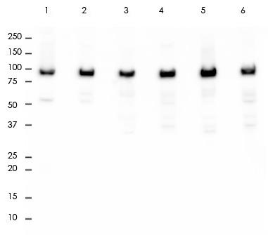 NaK ATPase Rabbit Monoclonal Antibody(ARA792)