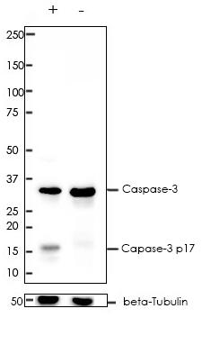 Caspase-3 (pro+p17) Rabbit Monoclonal Antibody(ARA793)