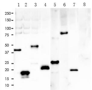 His tag Rabbit Monoclonal Antibody(ARA796)