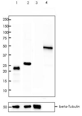 DYKDDDDK tag Rabbit Monoclonal Antibody(ARA797)