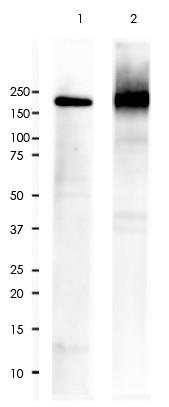 CD45 Rabbit Monoclonal Antibody(ARA798)