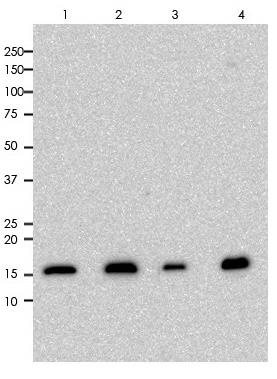 Histone 3.1 Rabbit Monoclonal Antibody(ARA799)