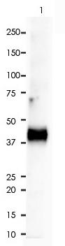 Horseradish Peroxidase (HRP) Rabbit Monoclonal Antibody(ARA805)