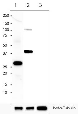 V5 tag Rabbit Monoclonal Antibody(ARA807)