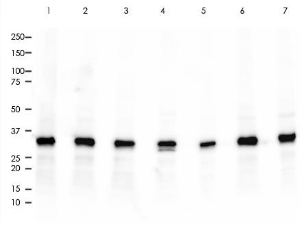 PCNA Rabbit Monoclonal Antibody(ARA811)