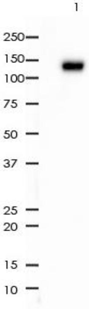 CD31 Rabbit Monoclonal Antibody(ARA812)