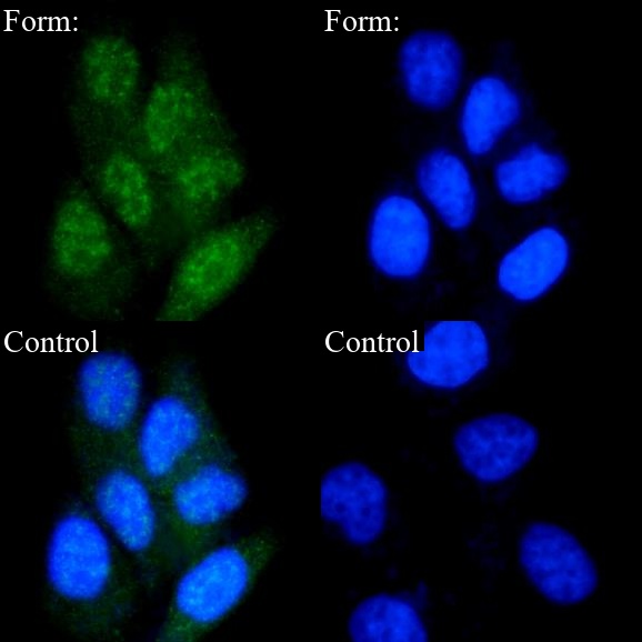 Caspase-9(pro+p35) Rabbit Monoclonal Antibody(ARA813)