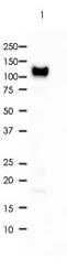 CD34 Rabbit Monoclonal Antibody(ARA815)