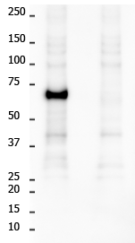 RIPK1 Rabbit Monoclonal Antibody(YJY-4-3)