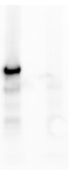 RIPK1 Rabbit Monoclonal Antibody(YJY-5-8)