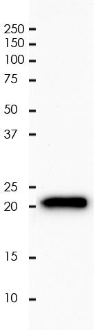CD3 Rabbit Monoclonal Antibody(ARA817)