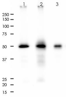 CD4 Rabbit Monoclonal Antibody(ARA818)