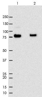 MLH1 Rabbit Monoclonal Antibody(ARA819)