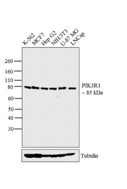 PI3K p85 alpha Mouse Monoclonal Antibody（ARA820）