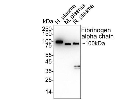 Fibrinogen alpha chain Rabbit Monoclonal Antibody (ARA822)