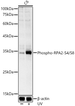 Phospho-RPA2-S4/S8 Rabbit Polyclonal Antibody