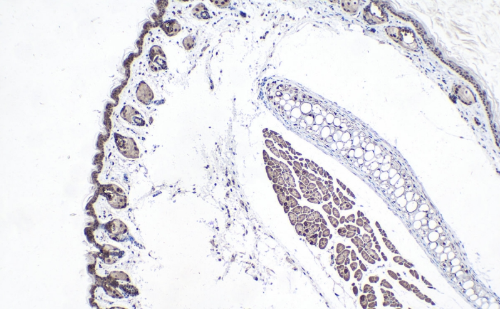 PEG10 Rabbit Polyclonal Antibody