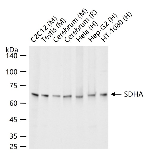 SDHA Rabbit Monoclonal Antibody(ARA830)